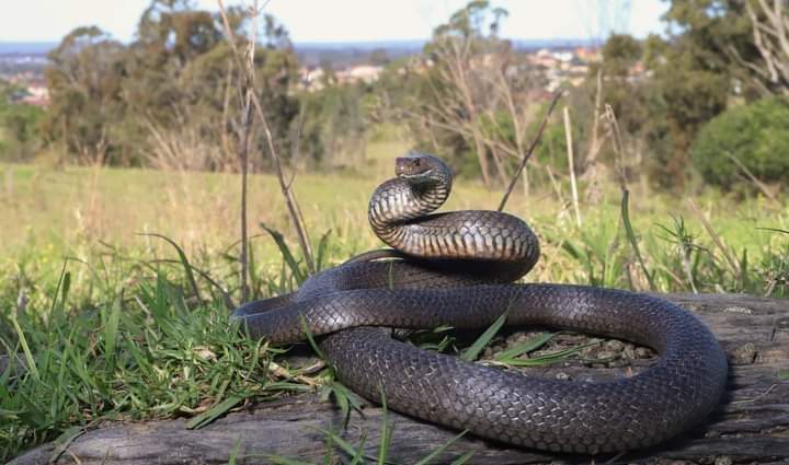 Cohabitating with nature
