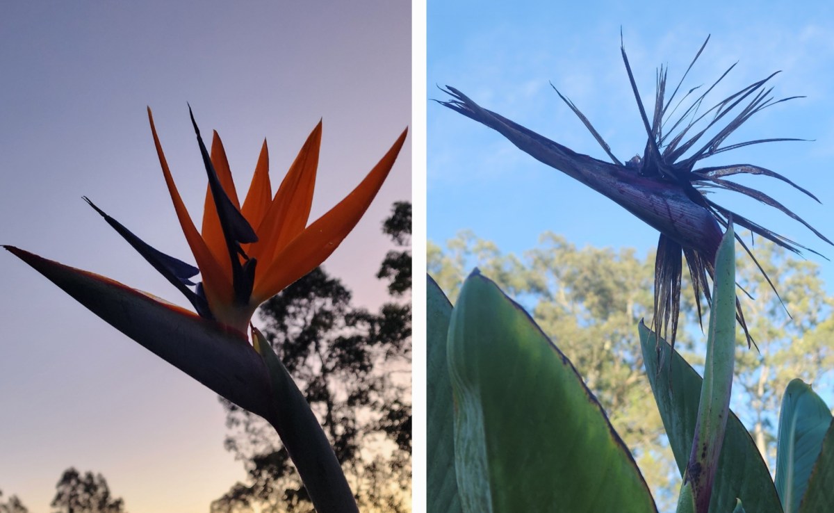 Bird of paradise #WordlessWednesday