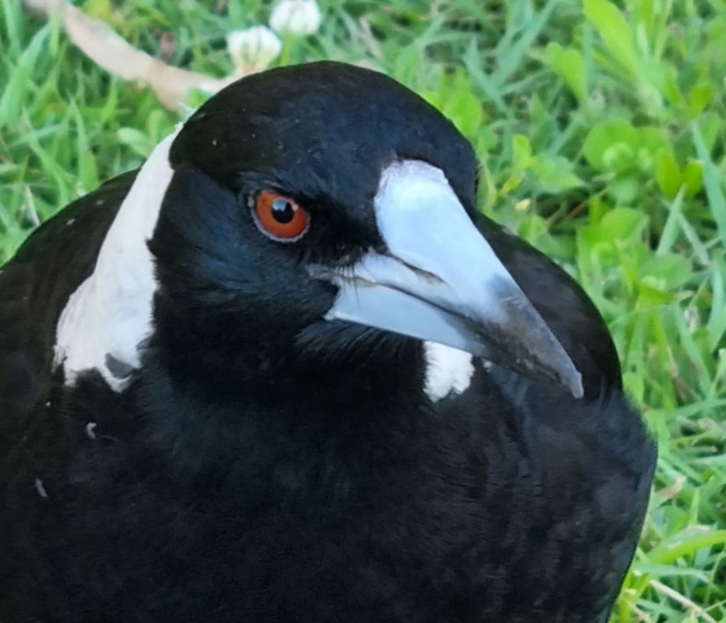 Wild magpie bird in Australian garden