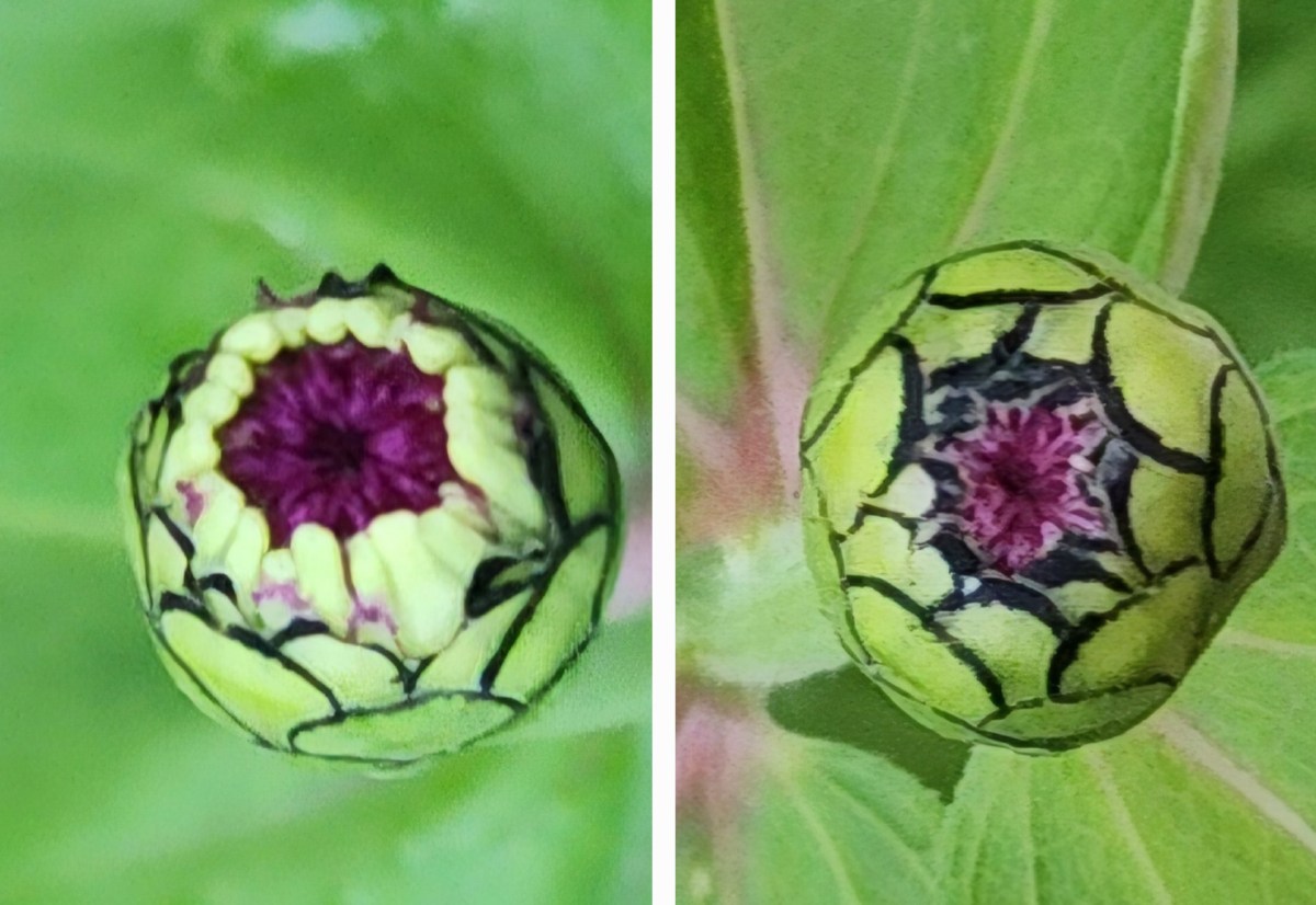 Waiting to pop #WordlessWednesday