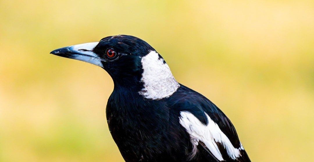 Feathered families – friendships with&nbsp;magpies
