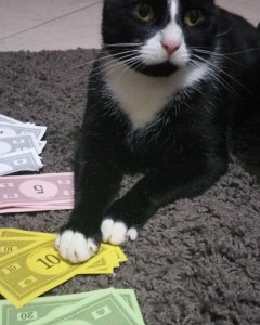 Family cat playing with Monopoly board game money