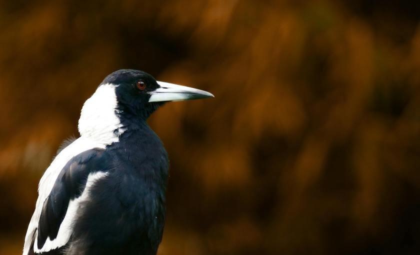 Australian magpie bird in bush