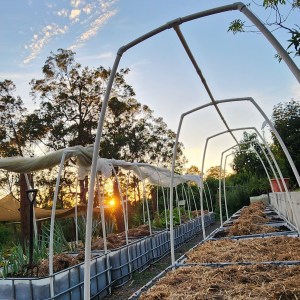 Rows of garden beds ready for winter planting with sunrise in the background